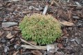 Thuja occidentalis Golden Tuffet.jpg