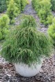 Th. occ. Kagers Beauty (2) (Kopiowanie).JPG