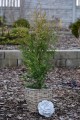 Thuja occ Brabant (8).JPG