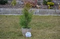 Thuja occ Brabant (5).JPG