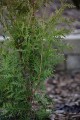 Thuja occ Brabant (7).JPG