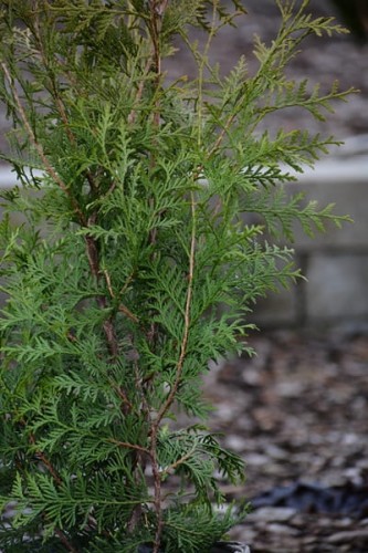Thuja occ Brabant (7).JPG