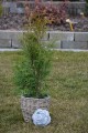 Thuja occ Brabant (4).JPG