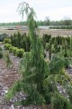 Xanth. noot. Pendula (Kopiowanie).JPG