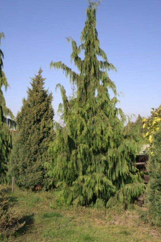 Cyprysik nutkajski 'Pendula'.jpg