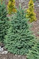 Pic. gl. Cinderella (17) (Kopiowanie).JPG