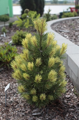 Pin. mu. Misty (2) (Kopiowanie).JPG