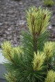 Pin. mu. Misty (9) (Kopiowanie).JPG