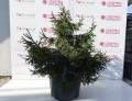 DSC08651.JPG