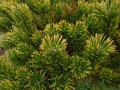 Pinus mugo Color Island (5) (Kopiowanie).JPG