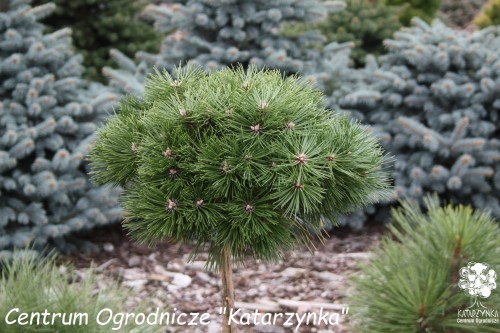 Pin. nig. Agnes Bregeon Pa (Kopiowanie).jpg