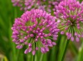 millenium_allium-hybrida_75293_5.jpg