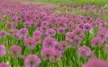 millenium_allium-hybrida_75293_3.jpg