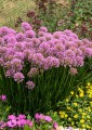 millenium_allium-hybrida_75293_1.jpg