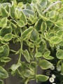 mezoo-trailing-red_dorotheanthus-bellidiformis_15211_1.jpg