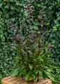 dark-towers_penstemon-digitalis_79445_2.jpg