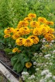 smileyz-double-kissing_rudbeckia-hirta_76430_5.jpg