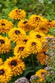 smileyz-double-kissing_rudbeckia-hirta_76430_4.jpg