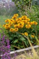 smileyz-double-kissing_rudbeckia-hirta_76430_3.jpg