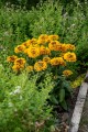 smileyz-double-kissing_rudbeckia-hirta_76430_2.jpg