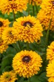 smileyz-double-kissing_rudbeckia-hirta_76430_1.jpg