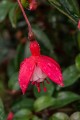 madame-cornellissen_fuchsia-hybrida_71345_1.jpg