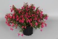 tom-thumb_fuchsia-hybrida_75806_5.jpg