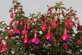tom-thumb_fuchsia-hybrida_75806_4.jpg