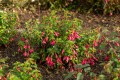 tom-thumb_fuchsia-hybrida_75806_3.jpg