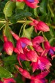tom-thumb_fuchsia-hybrida_75806_2.jpg