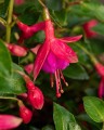 tom-thumb_fuchsia-hybrida_75806_1.jpg