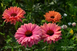 Jeżówka SunSeekers™ 'Rainbow' (multipetals) K2