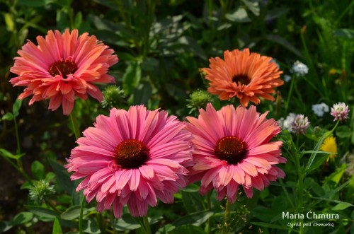 SunSeekers Rainbow7.jpg