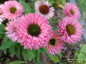 Jeżówka SunSeekers™ 'Salmon' (multipetals) K2