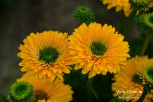 Jeżówka SunSeekers™ 'Golden Sun' (multipetals) K2