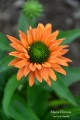 SunSeekers Pumpkin Pie1.jpg