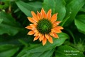 SunSeekers Pumpkin Pie2.jpg