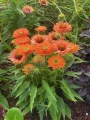 echinacea-sunseekers pumpkin pie.webp