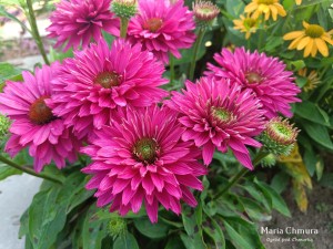 Jeżówka SunSeekers™ 'Sweet Fuchsia' (multipetals) K2