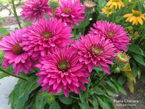 SunSeekers Sweet Fuchsia1.jpg