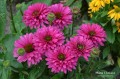 SunSeekers Sweet Fuchsia2.jpg