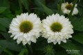 SunSeekers White Perfection1.jpg