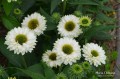 SunSeekers White Perfection2.jpg