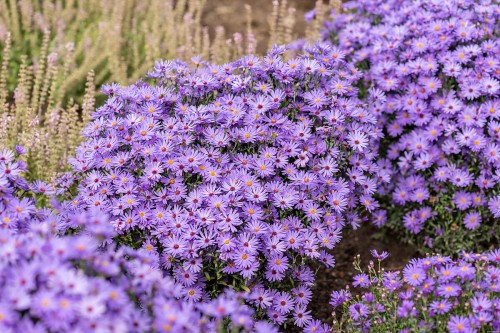 treffpunkt_aster-hybrida_73988_2.jpg