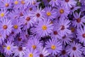 treffpunkt_aster-hybrida_73988_1.jpg