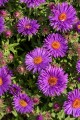 purple-dome_aster-novae-angliae_73967_3.jpg
