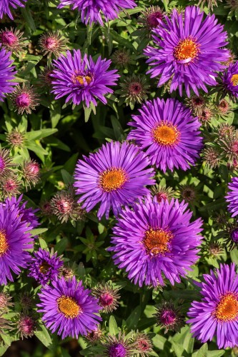 purple-dome_aster-novae-angliae_73967_3.jpg