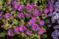 purple-dome_aster-novae-angliae_73967_2.jpg