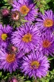 purple-dome_aster-novae-angliae_73967_1.jpg