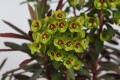 purpurea_euphorbia-amygdaloides_77417_3.jpg